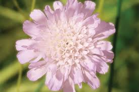 Image result for Scabiosa