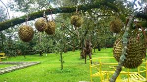 Memetik durian itu sangat sulit. Asyik Di Kebun Ini Bisa Bersantai Sambil Cicipi Beragam Durian Lezat
