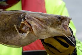 Flatties can actually live longer out of water than they can in water with no oxygen. Flathead Catfish For The Plate