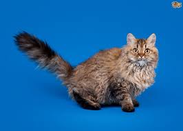 The cat selkirk rex is a curly haired cat which is originally from the united states in 1987, when a very particular event took place in an animal shelter in sheridan, montana. 10 Lovely Curly Wavy Long Coated Cat Breeds Pets4homes