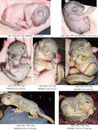Squirrel Growth Chart Baby Squirrel Baby Squirrel Care Cute Baby Animals