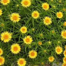 Image result for Inula mannii