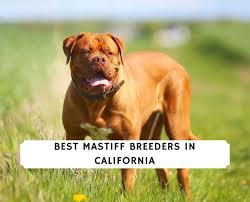 Eat chipotle, help paso robles cooperative preschool postponed. 7 Best Mastiff Breeders In California 2021 We Love Doodles
