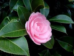 Top 10 Rarest Flowers In The World Rare Flowers Flowers Most Beautiful Flowers