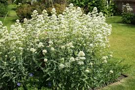 Image result for Centranthus
