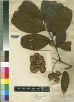 Image result for Combretum psidioides