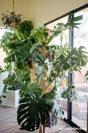 Image result for Monstera