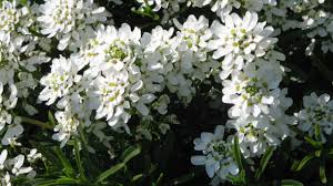 Vaso quadro siena artevasi in polipropilene colore bianco h 18 cm, l 20 x tra gli accessori potrai trovare anche. Iberis Sempervirens Una Pianta Coraggiosa E Semplice Da Coltivare