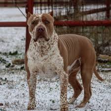 This strikingly beautiful coloration is quickly becoming a passion for us. Xl Xxl Pitbull Puppies For Sale Xl Pit Bulls Pitbull Puppies
