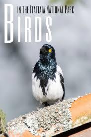 Parque nacional do itatiaia), established in 1937, is the the itatiaia national park is the oldest national park of brazil, created on 14 june 1937 by president. Insight Into The Brazilian Birdlife In The Itatiaia National Park In 2021 Wildlife Travel National Parks Wildlife Conservation Projects