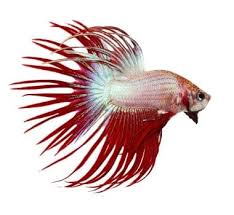 Alibaba.com offers 1,033 white betta fish products. Types Of Betta Fish By Tail Pattern And Color With Photos