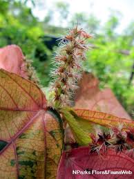 Image result for Acalypha ambigua