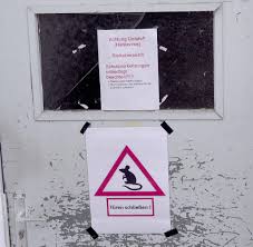 Das hantavirus breitet sich 2019 noch stärker in deutschland aus, als noch in den vorjahren. Von Ratte Erste Ubertragung Des Seoulvirus Von Tier Auf Mensch In Deutschland Welt