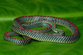 Hans Breuer Uploaded This Image To New Main Album From 1106 See The Album On Photobucket Snake Reptile Snakes Reptiles