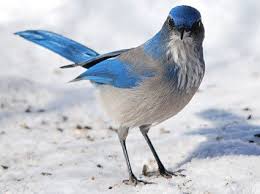 Blue Identification Birds Of Colorado John Breitsch Colorado Https Flic Kr P 99mthx Birds Blue Jay Ornithology