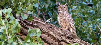 How do plants and animals work together. Unic Port Of Spain Caribbean Un Shrinking Forests Need Bold Action To Safeguard Their Biodiversity