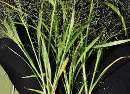 Image result for Panicum adenophorum