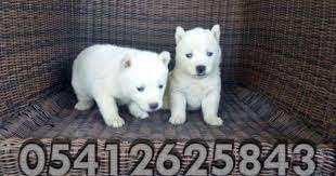 husky yavru ilanlari 05412625843 husky kopek sibirya kurdu