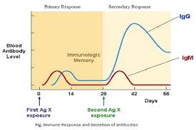 differences between primary and secondary immune response