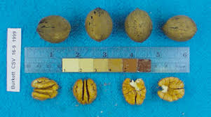 Check spelling or type a new query. Pecan Cultivars In The National Clonal Germplasm Repository