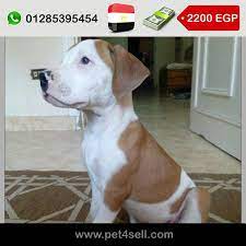 مصر القاهرة ذكر بيتبول عمر 55 يوم اميركان بيتبول بوز عريض كفوف عريضة تقليب عالي صحة جيدة pet4sell dogs animals pitbulls