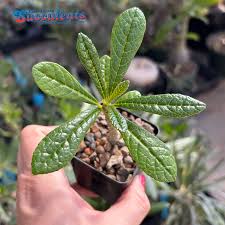 Image result for Dorstenia