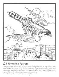 Select from 32445 printable crafts of cartoons, nature, animals, bible and peregrine falcon portrait art print by regina geoghan. Birds Of Prey Coloring Pages