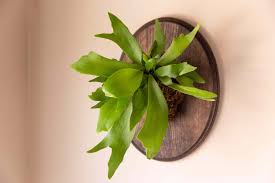 Image result for Platycerium