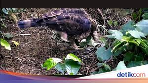 Usahaku untuk ikut melestarikan elang jawa 1. Momen Langka Elang Jawa Tetaskan Telur Di Pusat Suaka