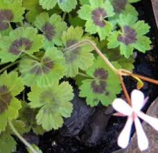 Image result for Pelargonium alchemilloides