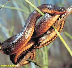 The striped crayfish snake (liodytes alleni) is a species of semiaquatic north american snake in the family colubridae. Species Profile Glossy Crayfish Snake Regina Rigida Srel Herpetology