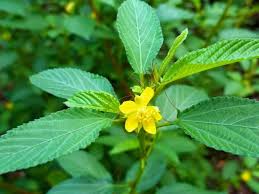 Image result for Corchorus olitorius