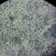 University of nottingham medicine and health sciences. Cell Signaling Lab Faculty Of Medicine And Health Sciences Upm Level 5