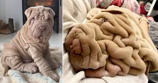 Traditionally kept as a watchdog and property guardian, the shar pei was driven to the brink of extinction in the 20th century. Harvey The Shar Pei Has So Many Wrinkles He Looks Like A Blanket Metro News