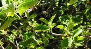 Image result for Afrocanthium mundianum