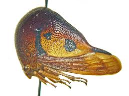 Image result for Oxyrhachis