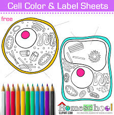 Cell membrane (red) nucleoplasm (yellow) mitochondria (red) lysosome (pink) cytoplasm (leave white). Cell Coloring Pages