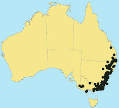 Image result for Rytidosperma davyi