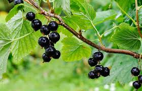You will see about black currant fruit in hindi ,health benefits and property of mineral in black.health benefits of black currants, according to a new stud. 10 Proven Benefits Of Blackcurrants