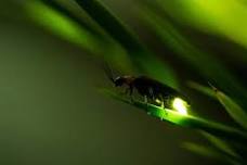 Fireflies and Cupcakes