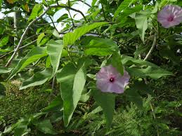 Image result for Ipomoea carnea