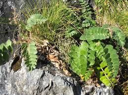 Image result for Gnidia goetzeana