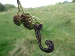 Image result for Tinnea apiculata