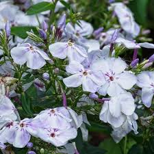 Image result for Phlox paniculata