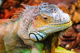 Maybe you would like to learn more about one of these? How Does Iguana Removal In Boca Raton Work Nuisance Wildlife Rangers