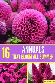 Flowers bloom in shades of red, pink, yellow, orange, white and green. Check Out These 16 Gorgeous Annuals If You Re Looking For Flowers That Bloom All Summer Long An Summer Blooming Flowers Annual Flowers Beautiful Flowers Garden