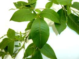 Image result for Searsia pyroides