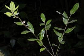 Image result for Agarista salicifolia