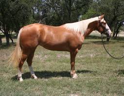Image result for Light Buckskin 1989 Colt