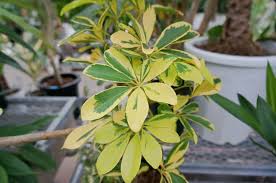 厳選30種 観葉植物の人気種類 名前や特徴 育てやすさは Horti ホルティ By Greensnap